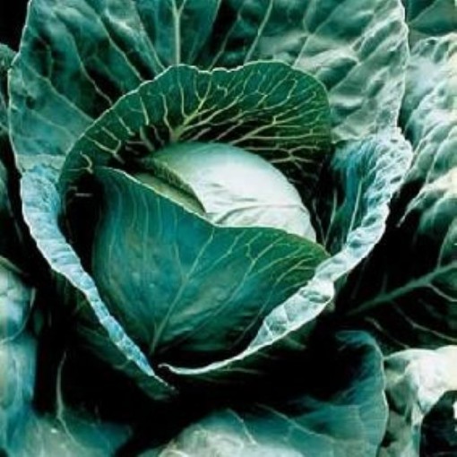 Discovery Cabbage CB19-50