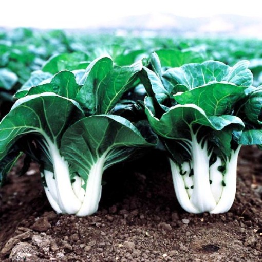 Joi Choi Chinese Cabbage CB23-100