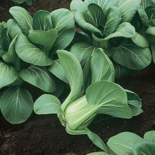 Mei Qing Choi Chinese Cabbage CB24-100
