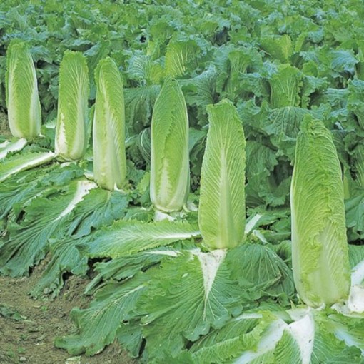 Monument Chinese Cabbage CB26-100