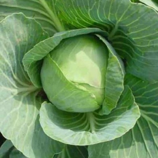 Charleston Wakefield Cabbage CB28-100