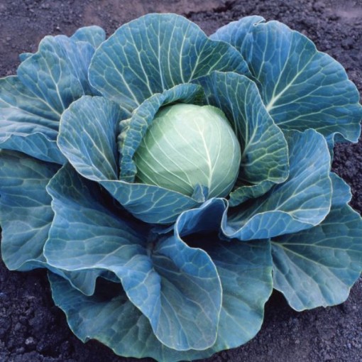 Stonehead Cabbage CB30-100