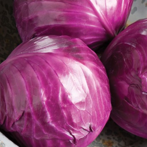 Ruby Perfection Cabbage CB33-100