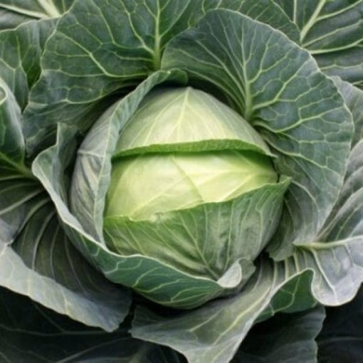 Multikeeper Cabbage CB38-100