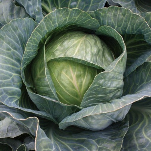 Storage No 4 Cabbage CB40-100