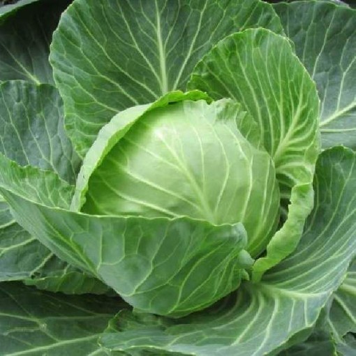 Brunswick Cabbage CB42-100