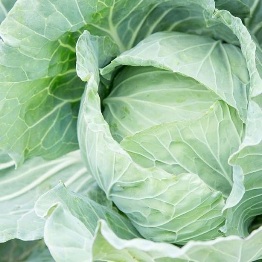Drumhead Cabbage CB43-100