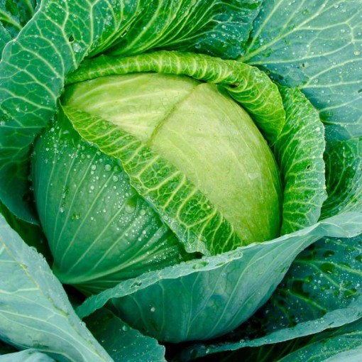 Glory of Enkhulzen Cabbage CB44-100
