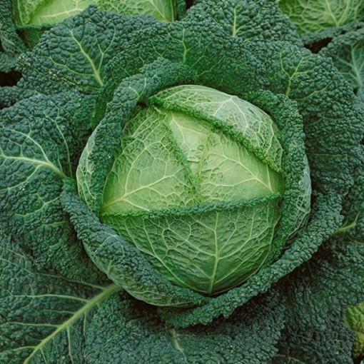 Savoy Perfection Cabbage CB45-100