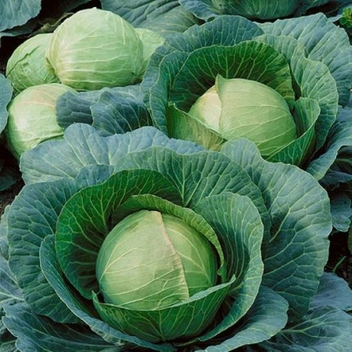 Danish Ballhead Cabbage CB47-100