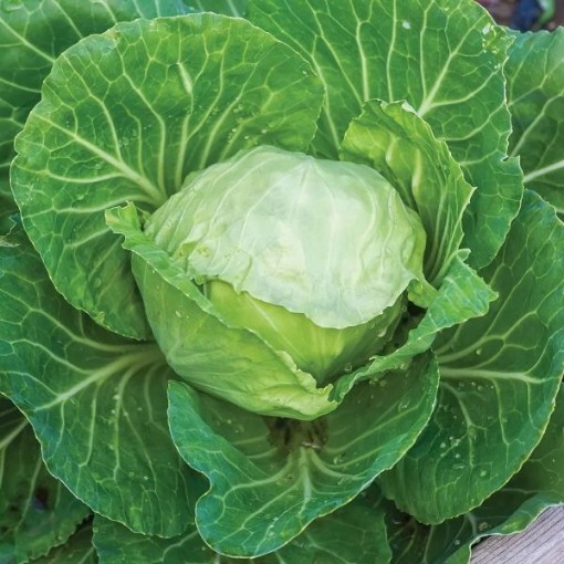 Earliana Cabbage CB48-50