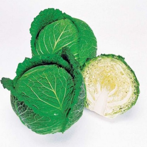 Savoy Ace Cabbage CB50-100