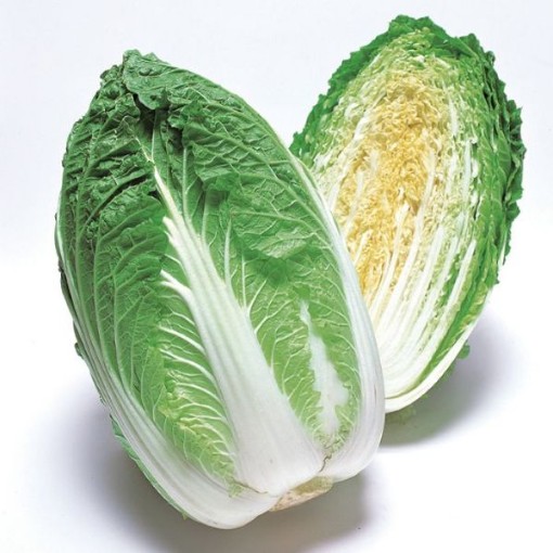Apollo Chinese Cabbage CB52-100