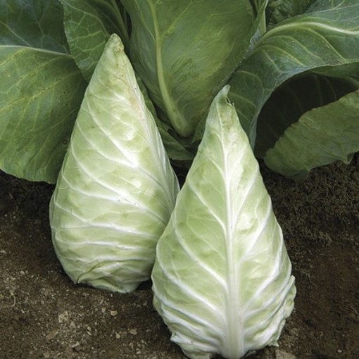 Caraflex Cabbage CB54-50