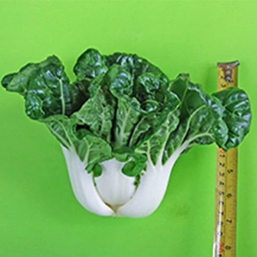 New Nabai Chinese Cabbage CB60-100