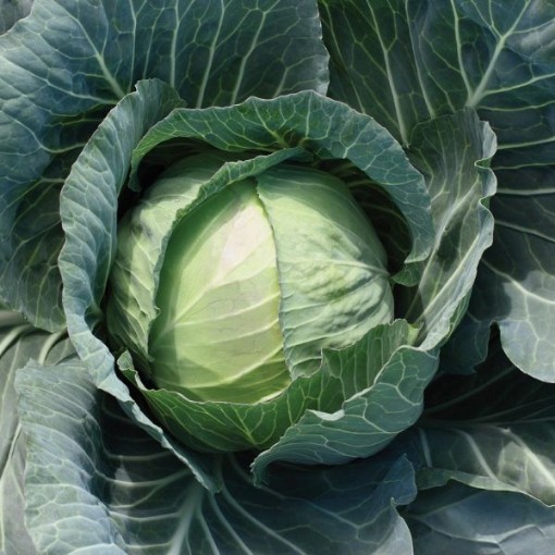 Primo Vantage Cabbage CB61-100