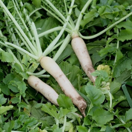 Groundhog Radishes RD49-100