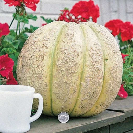 Gurney's Giant Melons CA1-20