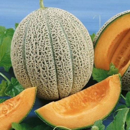 Hale's Best Jumbo Melons CA2-20