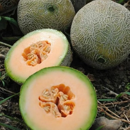 Edisto 47 Melons CA19-20