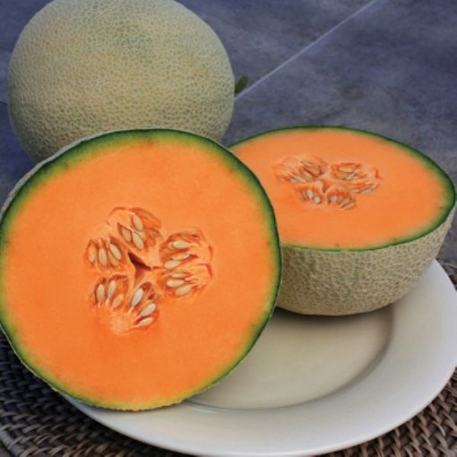 Charlynne Melons CA32-20
