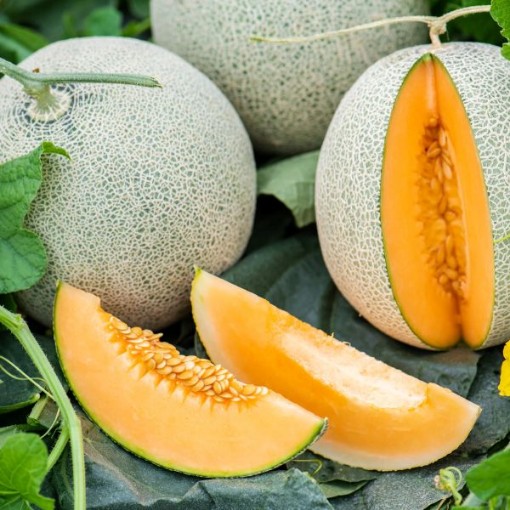 Delicious 51 Melons CA40-20