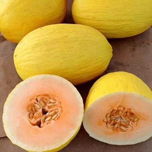 Crenshaw Melons CA54-20