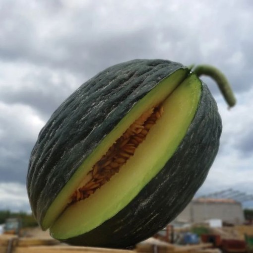 Tendral Verde Tardif Melons CA58-20