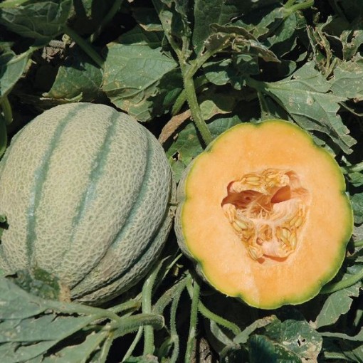 Orange Sherbet Melons CA63-20