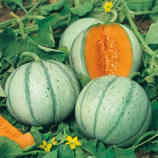 Aspire Melons CA68-20	