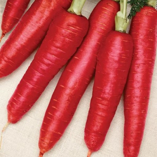 Nutri Red Carrots CT19-100