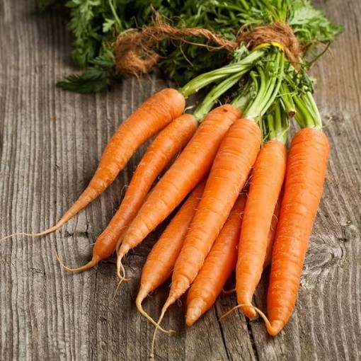 Kuroda Long Carrots CT21-250