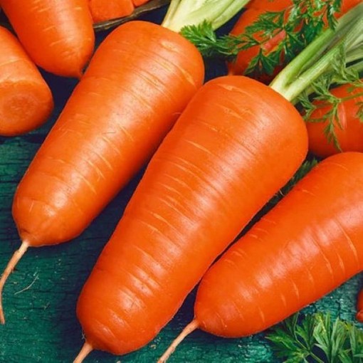 Chantenay Red Core Carrots CT22-250
