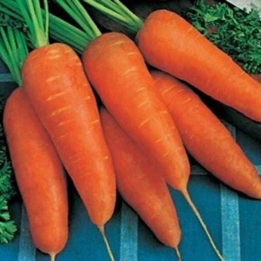 Royal Chantenay Carrots CT27-250