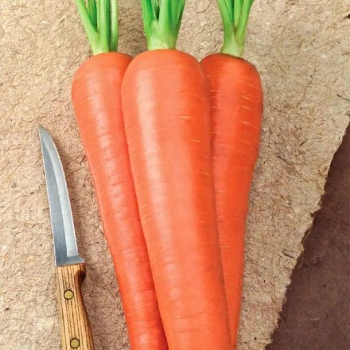 Envy Carrots CT32-250