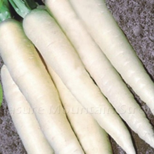 Lunar White Carrots CT33-250