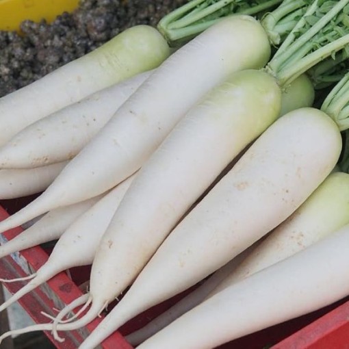 Snow White Carrots CT34-250