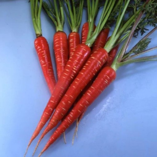Samurai Carrots CT37-250