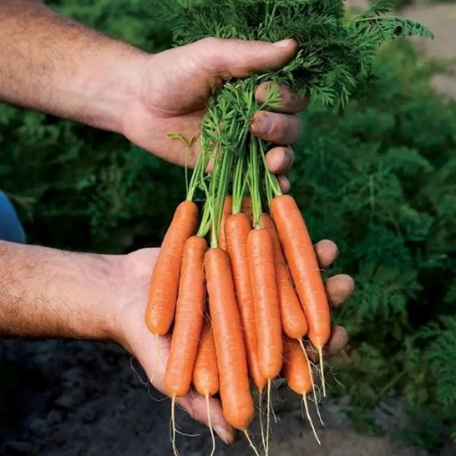 Adelaide Carrots CT38-250