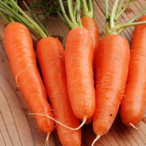 Shin Kuroda Carrots CT42-250