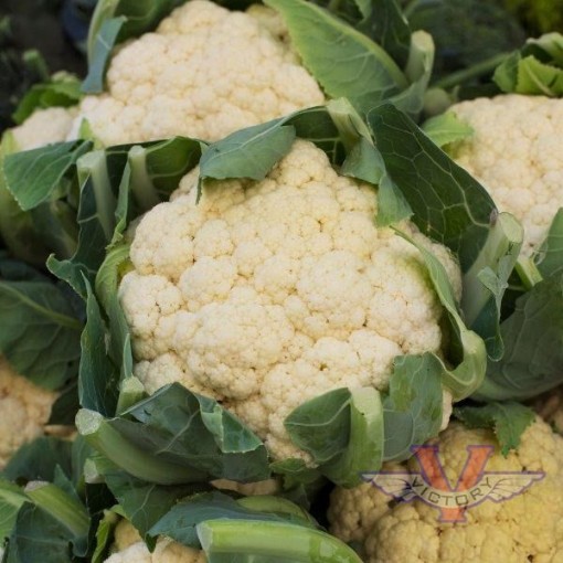 All The Year Round Cauliflower CF4-100