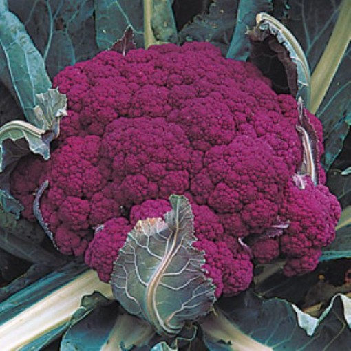 Graffiti Cauliflower CF16-25