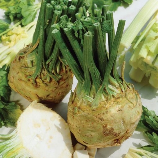 Brilliant Celeriac CL5-1000