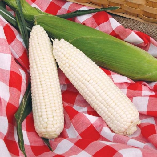 Silver Queen Corn CN2-50