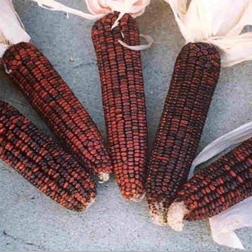 Bloody Butcher Corn CN9-50