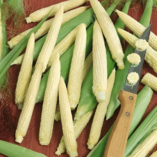 Japanese Hulless Corn CN10-50