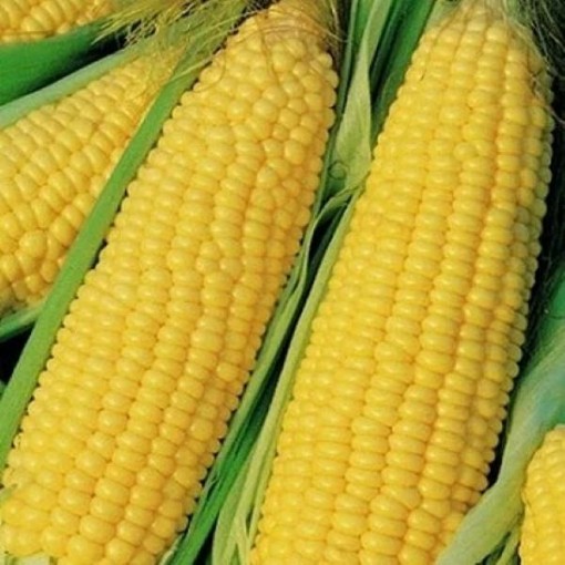 Trucker's Favorite Corn CN24-50