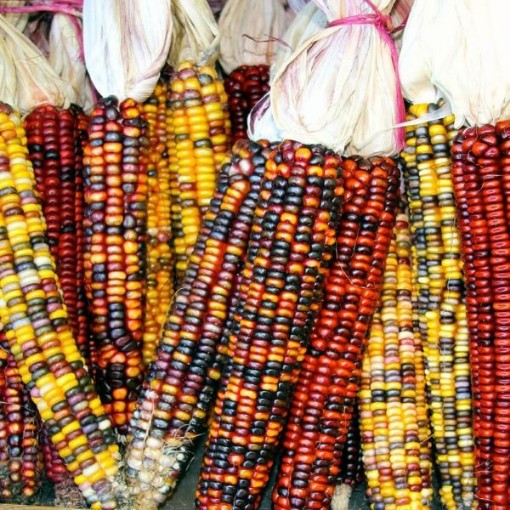 Rainbow Ornamental Corn CN34-50