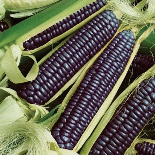 Hopi Blue Corn CN38-50