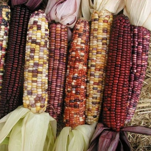 Autumn Explosion Corn CN42-50